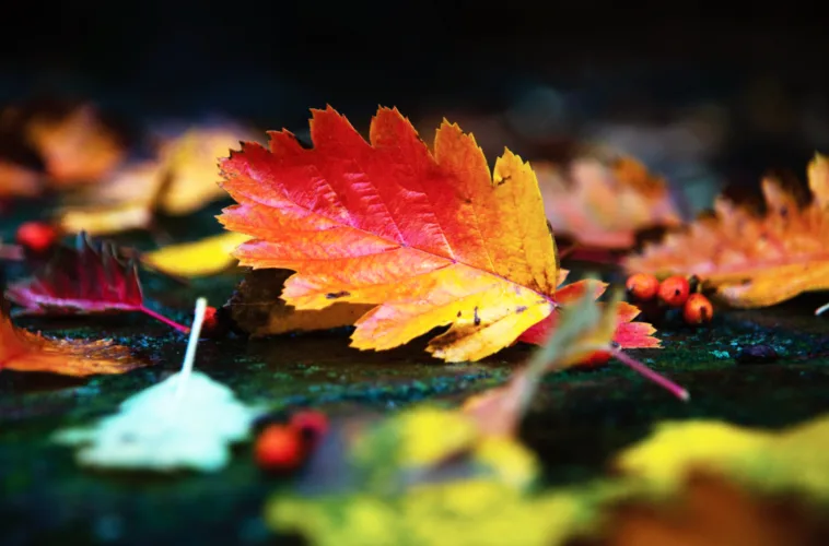 Fall is a good time to  plant trees and shrubs